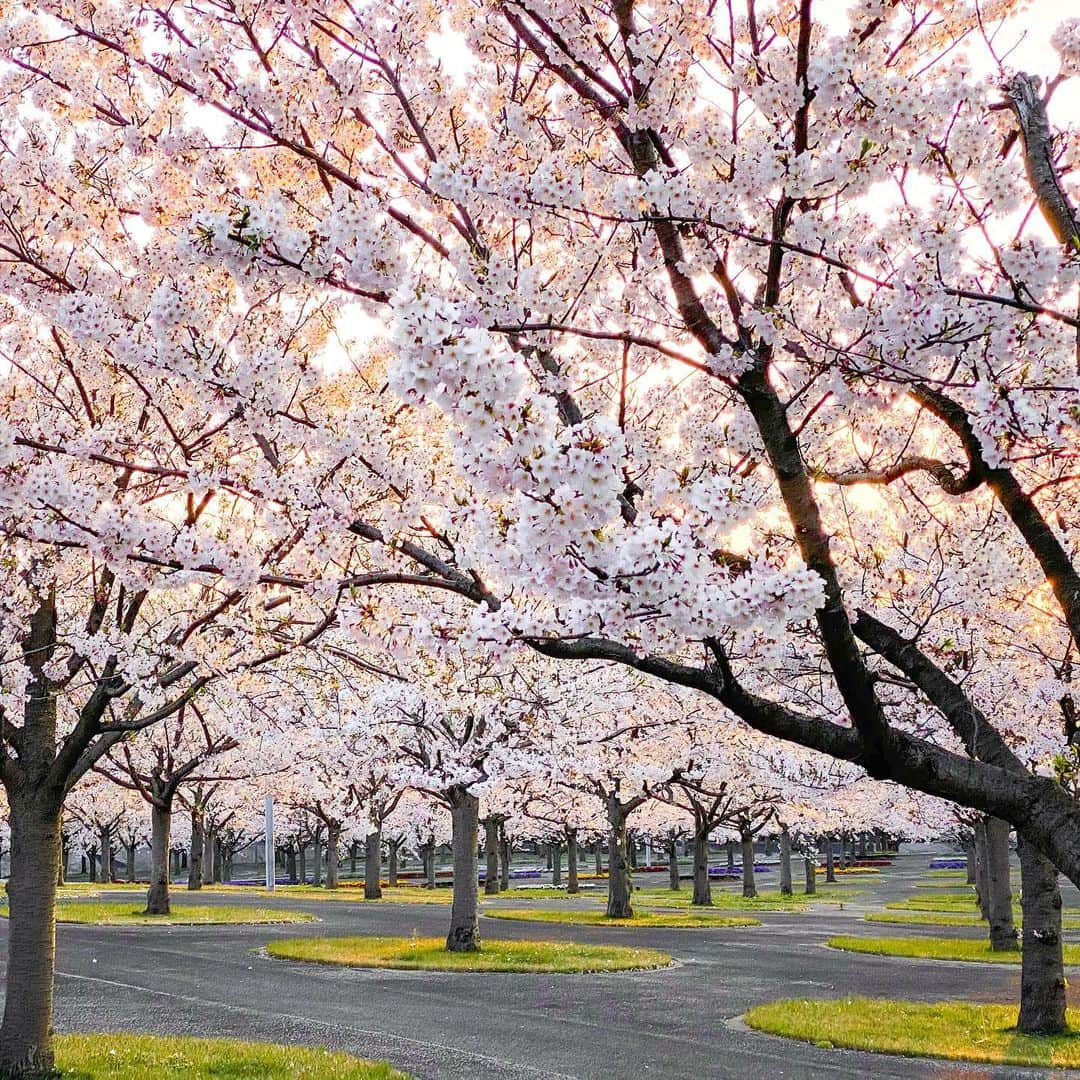 土屋香織さんのインスタグラム写真 - (土屋香織Instagram)「🌸full bloom🌸🌸🌸 スーパーへ買い物に行く途中 柵の上にこんもりピンクが見えて🌸 誰もいなかったから車から降りて 隙間から覗いてみたら こんな素敵な景色🥰 ピンクの桜が夕焼けのオレンジに染まっていました☀️ . コロナで先月から門が閉められてるこの場所。 いつもなら人が映りこまないように撮るのが大変だけど、誰もいない写真が撮れたのはちょっと複雑な気持ち。 来年はまたいつもみたいに 大好きな人たちとシーズン中に何度もここに足を運べるようになるといいな🌸 . （政治の話は荒れそうなのでコメント欄閉じてましたが共感してくださる方からDMいっぱいきたので開けることにしますね◡̈荒れたら閉じます笑笑 シェアもご自由にどうぞ◡̈） ↓ 政府への批判ばかり目にして思ったことを。 子供の頃海外にいたから余計にそう思うんだけど、日本ほど恵まれてる国は他にないと思う。 手厚い医療を安くで受けられる🩺予防接種がきちんと受けられる💉水道をひねればそのまま飲める水。インフラが超安定している。穴が開いていない道路。雨降りの度に何日も水が引かないなんてことが日常的に起きない。レベルの高い教育が受けられる🏫どこも衛生的。1人で外を歩いていても誘拐されない。警察官がお小遣い欲しさに違反してない人を捕まえたりしない🚨何かあった時救助もしてもらえるし、外国が攻め込んでこないようしっかり守られてる。着るものも住むところも食べるものもいつでも素晴らしいクオリティの物が欲しい時に手に入る。仕事がある。 日本政府がお金配らないって文句言ってる人はちょっとこれを考えてみてほしいなって思った。外国は高い税金払いながら、こんなにも整っていない国ばかり。税金はきちんと国民がこんな高い水準の生活を送れるよう使われている素晴らしい国だと思うの🇯🇵 安倍総理が布マスクしているのを最初に見た時、もし使い捨てマスクしてたら「みんなマスク買えないのに総理は手に入るんだ」って攻撃されるからだろうなってすぐ思った😷 布マスク2枚配ってもらえるって本当にありがたい。効果ないって報道もされてるみたいだけど、少なくとも着けてれば鼻や口触らないよね。不織布切って挟めばフィルターになるんじゃないかな？世の中には医療用のものまで買い漁る人がいるからだよね。医療用は必要としている医療機関に🏥 同じ給料あげるから誰か総理大臣やってって言われてやりたいなんて人いないんじゃないかな？ こんな大変な中、安倍総理を始め政府の方や公務員の方、そして医療関係の方、物流に携わる方、インフラに携わる方、大変な中お仕事されてる皆様、本当にお疲れ様です。いつもありがとうございます◡̈✧︎*。 四季を楽しめる美しい国日本🇯🇵 私は日本に生まれて日本人で本当に幸せです⸜(๑⃙⃘'ᵕ'๑⃙⃘)⸝⋆︎* みんなでこの大変な時期を乗り越えられますように。 . . #passionpassport  #exploringtheglobe #aroundtheworld #ファインダー越しの私の世界 #tokyocameraclub #tokyocameragirls #genic_mag #retrip_chiba #retrip_nippon #ハレコレ #genic_japan #はなまっぷ #はなまっぷ2020 #はなまっぷ桜 #桜 #sakura  #日本 #ありがとう #がんばろう #がんばろう日本 #covid19 #カメラ好きな人と繋がりたい #写真好きな人と繋がりたい #genic_pt #japan_of_insta #jp_gallery #far_eastphotography #ig_japan #openmyworld #japan_focus #far_eastphotography」4月3日 10時33分 - kaorintsuchiya