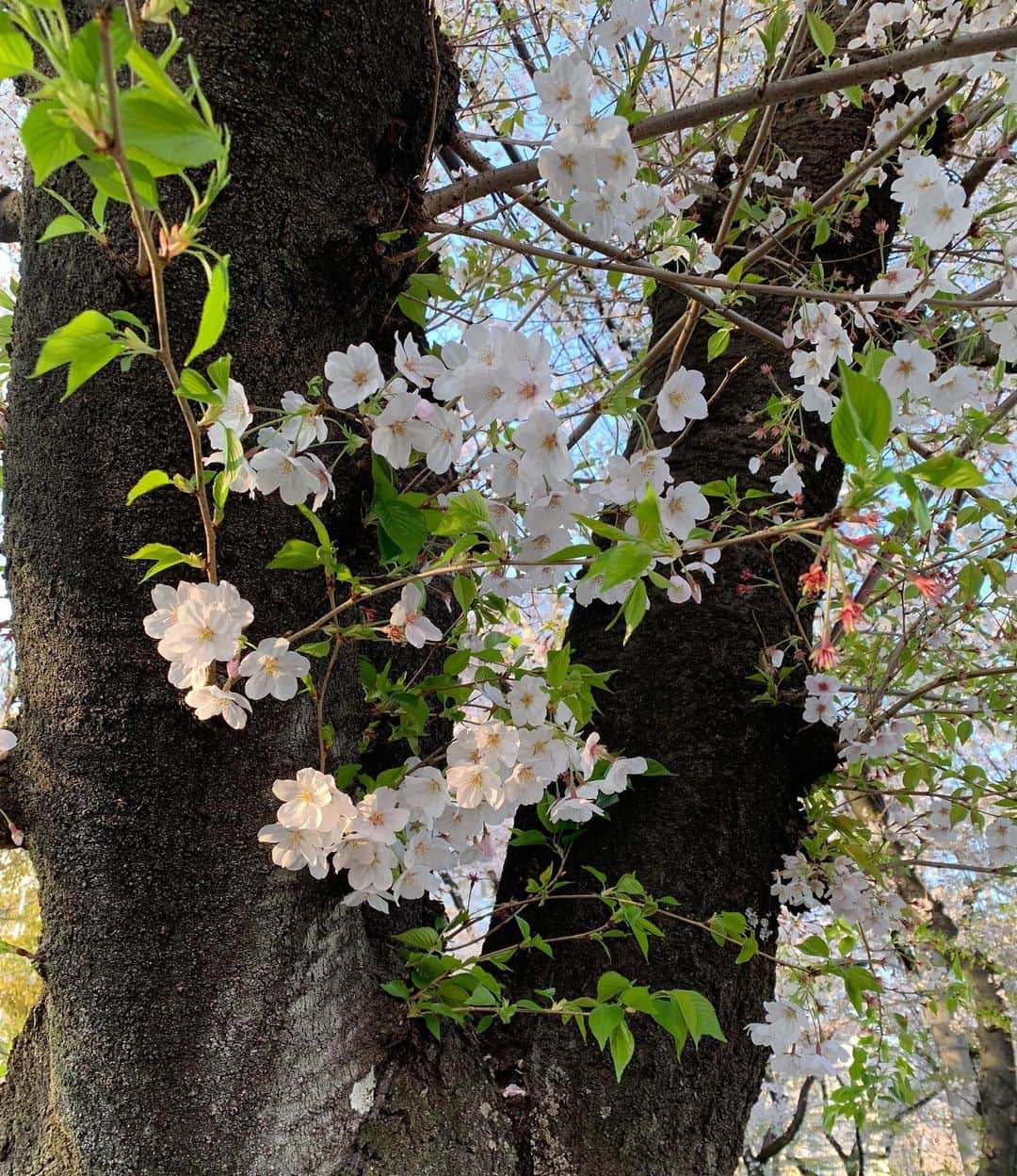 池辺愛さんのインスタグラム写真 - (池辺愛Instagram)「葉桜も好き🌸🌿 保育園のお迎えすらも「お出かけやん😍」と思えるほど、外出自粛しています😔 ・ 公園で遊ぶことすらなかなかできなくても、親娘共にうまく楽しみを見つけて乗り切ろう。 でもこの期間に心のトレーニングが上手に出来れば、幸せをもっともっと敏感に感じることができるようになるかも😉👍 幸せ敏感体質目指そうっと🥰 ・ ・ ・ #葉桜 #明日の朝が楽しみ #nack5 #ラブサタ #聞いてね」4月3日 10時40分 - aiikebe