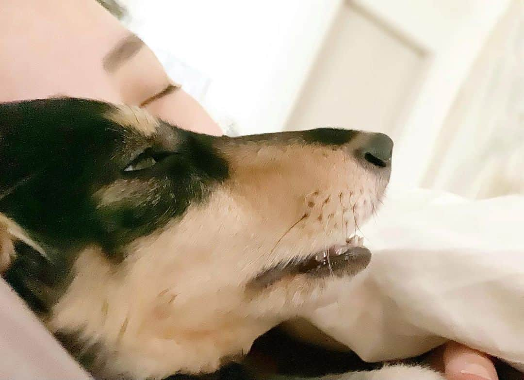 来栖あつこさんのインスタグラム写真 - (来栖あつこInstagram)「今朝の私&ムー🐶﻿ ﻿ ﻿ ﻿ ムーちゃん、﻿ 夜は足元、朝のお散歩後は夫婦の間に入って川の字で寝る事が多いんですが…﻿ ﻿ 夫が撮影した今朝の私とムーの動画にほっこり。﻿ ﻿ 2枚目の動画。﻿ 5倍速にしましたが…﻿ 徐々に口を開き、最終的には歯が見えるくらいまで口を開いて寝ていました😂﻿ ﻿ ﻿ 半目だし…﻿ 可愛い😂🐶💦﻿ ﻿ ﻿ #犬猫共存 #ムーちゃん #ムシャ ﻿ #dog  #ダックスフンド #dackshund ﻿ #犬 #狗 #개 #Hund #cane #chien ﻿ #miniaturedachshund ﻿ #ミニチュアダックスフンド ﻿ #dogstagram #ムーあつこ﻿ #口半開き　#ムー動画」4月3日 10時45分 - atsukokurusu