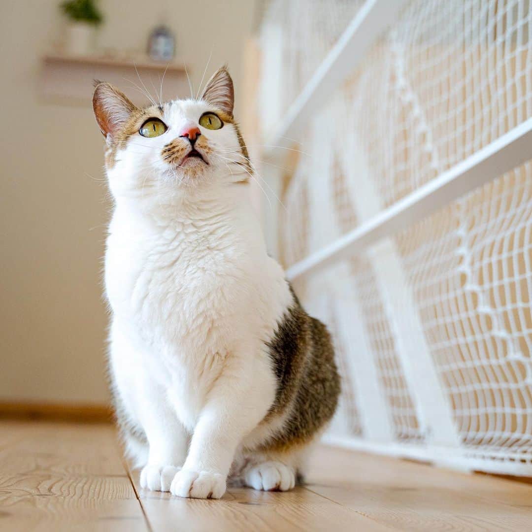 マアルのインスタグラム：「ウリさん #🐈 #北海道 #旭川市 #ペットホテル」