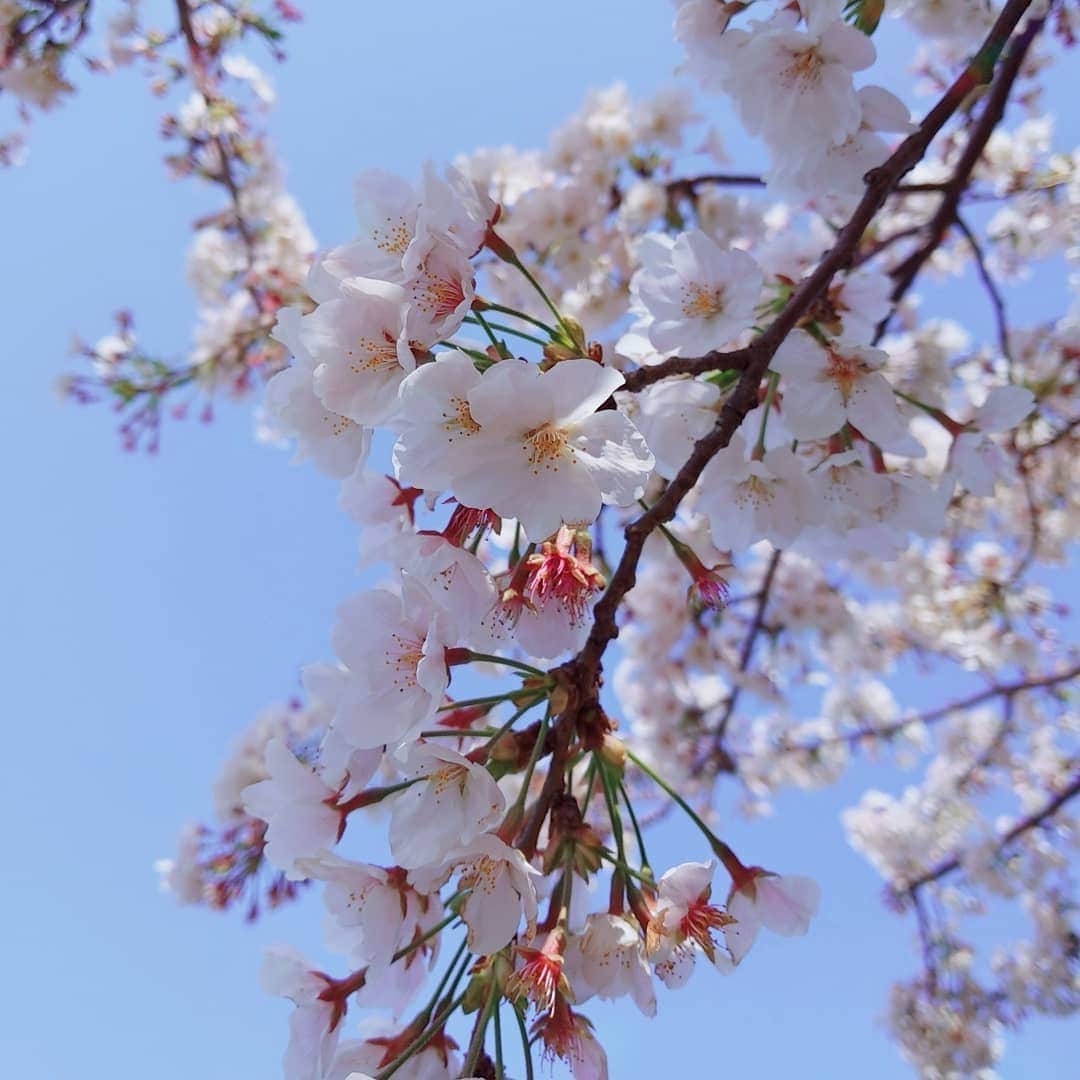 華耀きらりさんのインスタグラム写真 - (華耀きらりInstagram)「青空に変わらぬ美しさの桜🌸. . 『負けるな！』 . と、道を歩く私達へエールを送ってくれてるような気がして希望がでました。  #桜#cherryblossom  #青空#bluesky」4月3日 11時17分 - hi__kirari_kayo