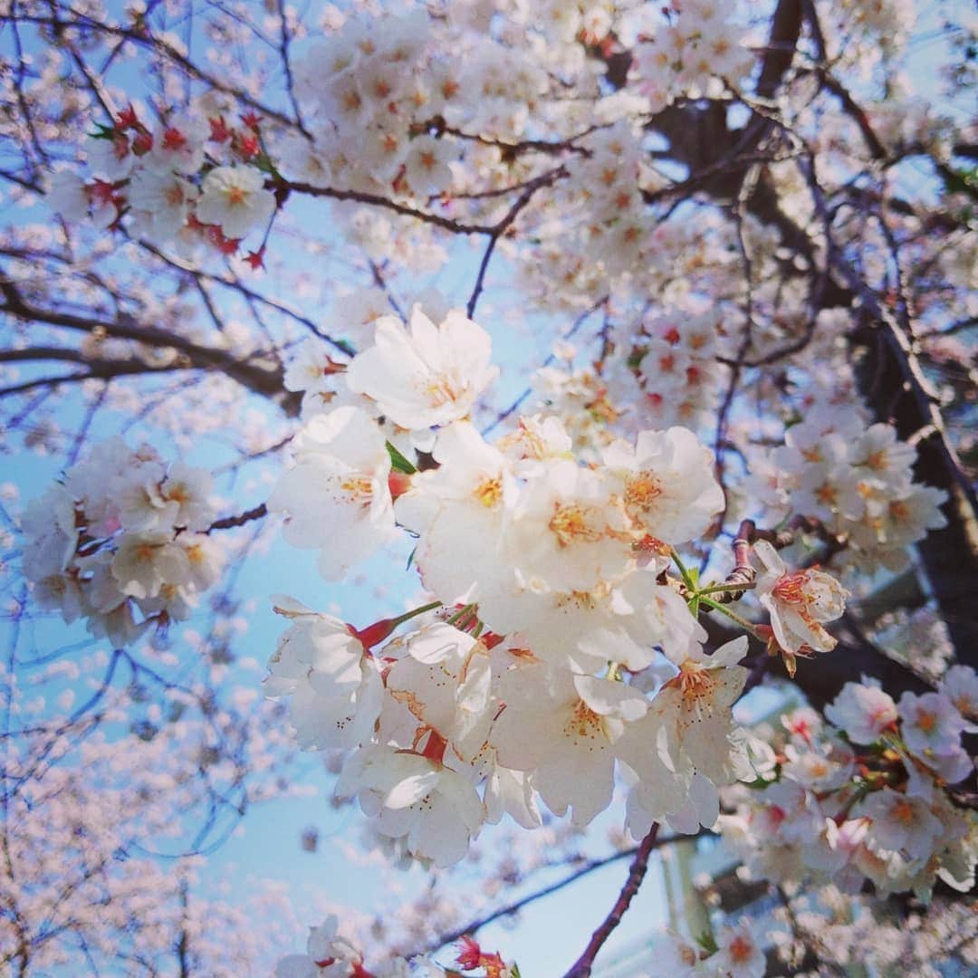 華耀きらりさんのインスタグラム写真 - (華耀きらりInstagram)「青空に変わらぬ美しさの桜🌸. . 『負けるな！』 . と、道を歩く私達へエールを送ってくれてるような気がして希望がでました。  #桜#cherryblossom  #青空#bluesky」4月3日 11時17分 - hi__kirari_kayo