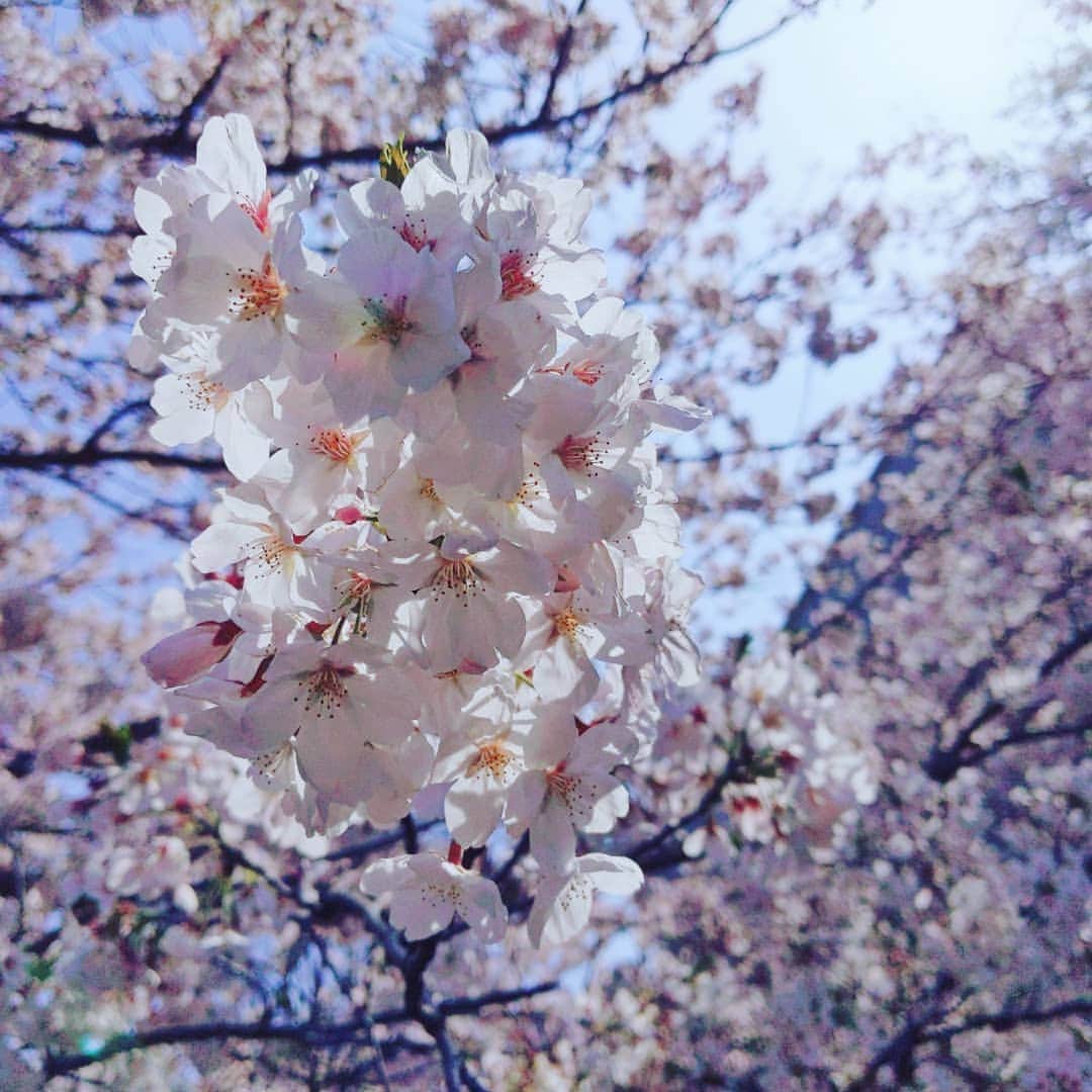 華耀きらりのインスタグラム：「青空に変わらぬ美しさの桜🌸. . 『負けるな！』 . と、道を歩く私達へエールを送ってくれてるような気がして希望がでました。  #桜#cherryblossom  #青空#bluesky」