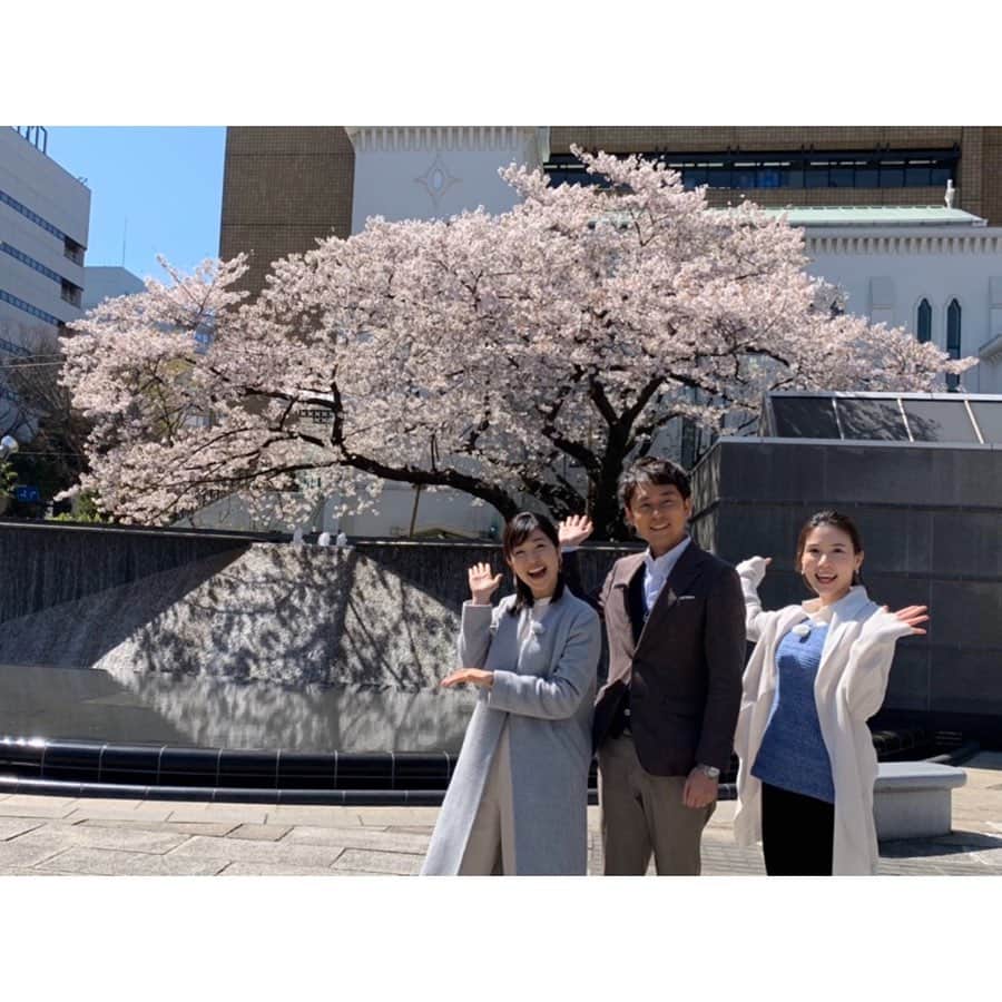 芦崎愛さんのインスタグラム写真 - (芦崎愛Instagram)「日々状況が変わる中ですが、、 先週のハマナビロケにて。 撮影準備の間に満開の桜を眺めて、束の間のお花見気分を味わうことができました🌸 #ハマナビ #横浜 #桜 #癒しの時間」4月3日 11時26分 - mana_ashizaki