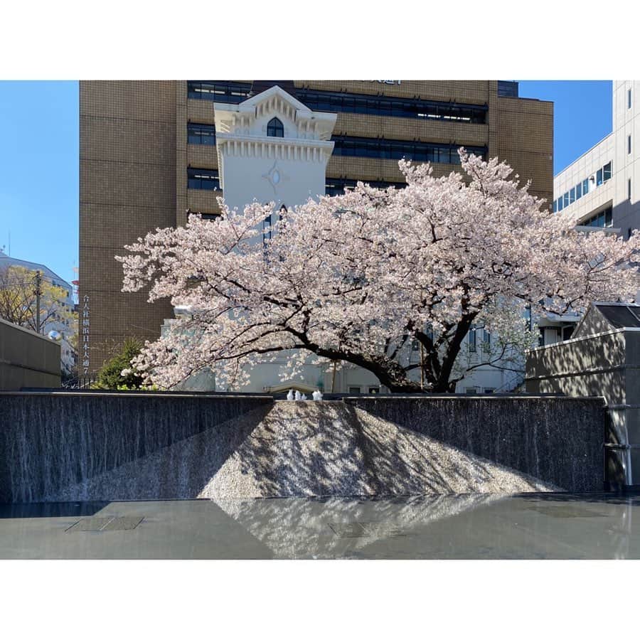 芦崎愛さんのインスタグラム写真 - (芦崎愛Instagram)「日々状況が変わる中ですが、、 先週のハマナビロケにて。 撮影準備の間に満開の桜を眺めて、束の間のお花見気分を味わうことができました🌸 #ハマナビ #横浜 #桜 #癒しの時間」4月3日 11時26分 - mana_ashizaki