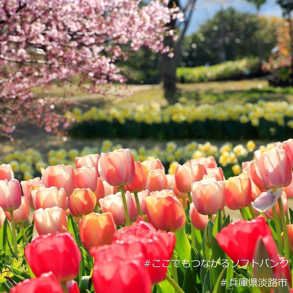ソフトバンク(SoftBank) さんのインスタグラム写真 - (ソフトバンク(SoftBank) Instagram)「#ここでもつながるソフトバンク #兵庫県淡路市 #明石海峡公園 #スマホ #SoftBank #ソフトバンク #チューリップ #桜 #淡路島 #大地の虹 #ポプラの丘 #japan #hyogo #tulips #flower」4月3日 11時32分 - softbank_official