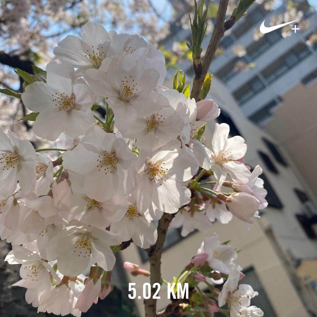 新井里茄さんのインスタグラム写真 - (新井里茄Instagram)「近所の桜🌸  #コロナ太り回避 #体重い #ランニング #手洗いうがいしましょ」4月3日 11時37分 - rika.park