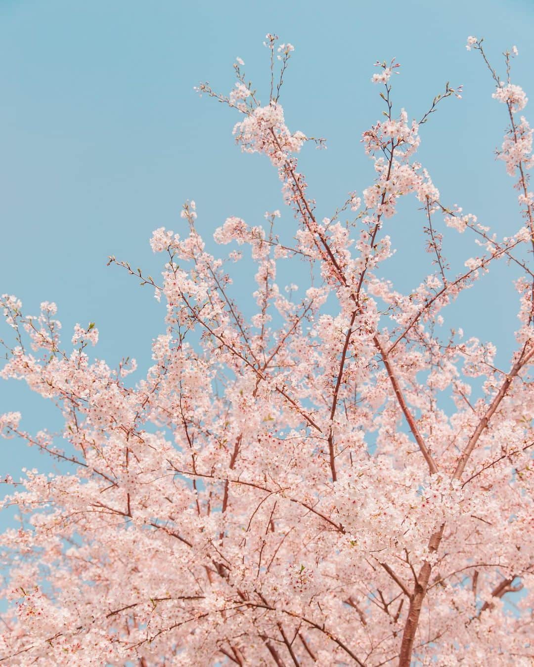 에테르 etherのインスタグラム：「• 이렇게라도 벚꽃놀이🌸 ⠀ 인물 없는 사진 색감보정은 넘나 간단하다. 피부톤.. 평생의 과제... ⠀ #에테르의바다 ⠀ ⠀」