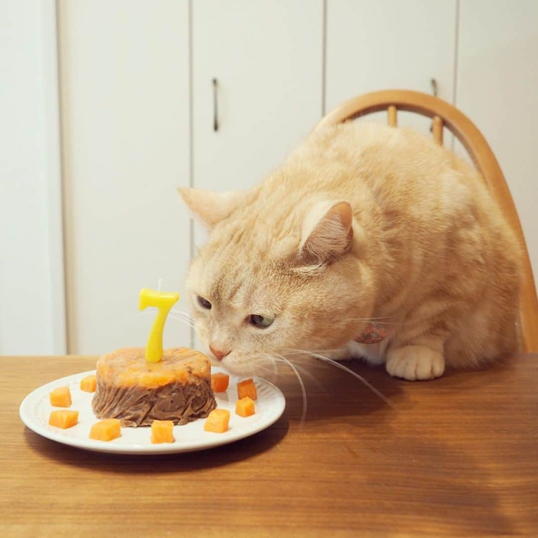 ぷーさんのインスタグラム写真 - (ぷーInstagram)「✩︎‧₊Happy 7th Birthday✩︎‧₊ . ぷーちゃん7歳になりました🐈🎂 この1年も元気いっぱい楽しく過ごせますように🐾 . #7歳誕生日 #happybirthday . そしてインスタを始めて6年目で やっと1000投稿🎉 #1000post .」4月3日 12時00分 - pooh0403