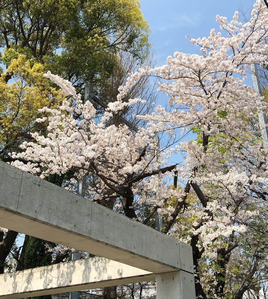 のインスタグラム：「おはようございます。 只今の代官山地区の天候は晴れ。 本日の最高気温は、18℃の予報です。 うっすらと雲が広がっておりますが、しっかりと日差しがさしており、とても良い天気です。 日中はぽかぽか陽気となりそうです。ただ、夕方以降は気温が下がりますので、体調管理にお気をつけください。 ・ B印 ヨシダ各店では、「新型コロナウイルス」の感染予防対策として、スタッフならびにお客様の健康と安全を考慮し、マスクを着用させていただいております。 また、店舗入口にはお客様用除菌スプレーを設置し、安心してお買い物を楽しんでいただけるよう対策をとっております。 何卒ご理解とご協力を賜りますようよろしくお願い申し上げます。  では、本日も皆様のご来店お待ちしております。」