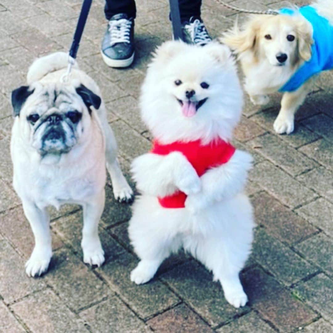 葵ゆりかのインスタグラム：「すぐ立つひと、まとめ🐶笑 時には相方を踏み台に😂  #愛犬　#おもち　#pomeranian #pomeranianlove #ポメラニアン　#ポメ　#白ポメ　#二足歩行　#ふわふわ　#もこもこ　#instadog #dogstagram #instagram #わんこ　#犬バカ部」