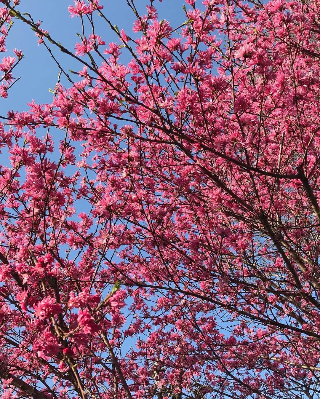 みずえさんのインスタグラム写真 - (みずえInstagram)「小鳥になって真ん中の枝に止まって365度上も下も桜だらけの空間に入ってみたい🌸🦜🌸」4月3日 12時09分 - mizuemusic