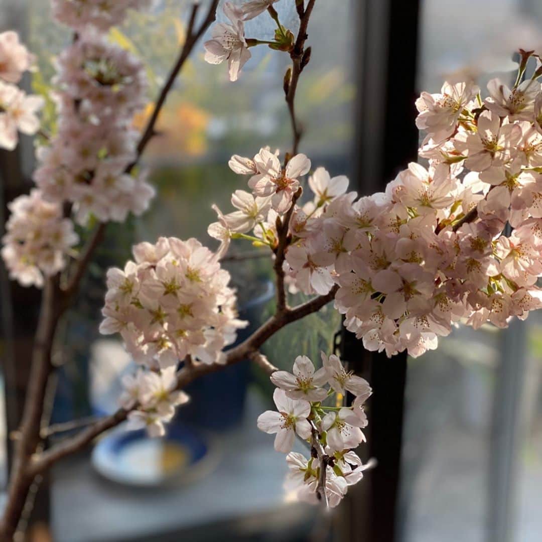 小泉里子さんのインスタグラム写真 - (小泉里子Instagram)「リビングの桜が満開です🌸  朝からヨガして山の掃除してリフレッシュ。 お昼は、桜切り蕎麦をいただきます。」4月3日 12時16分 - satokokoizum1