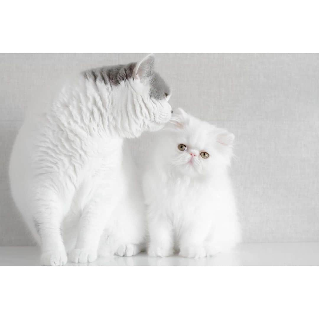 annie&pADdinGtoNさんのインスタグラム写真 - (annie&pADdinGtoNInstagram)「Secrets #iwillteachyou #donotlistentohuman #butler #dilbert #brothers #britishshorthair #cat #cats #catstagram #catsofinstagram #persiancat #fluffy #greyandwhite #kitten #kittensofinstagram #catlady #instagood #weeklyfluff #cutepets」4月3日 12時55分 - anniepaddington