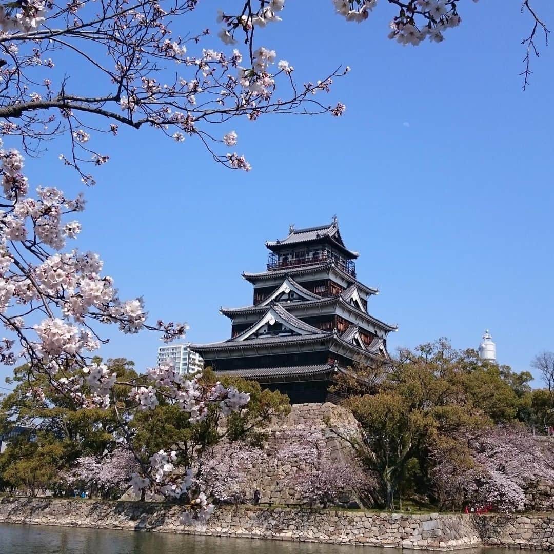 ボートレース宮島さんのインスタグラム写真 - (ボートレース宮島Instagram)「. 広島城🌸桜🌸 . 広島市街の中心部にそびえる広島城🏯 現在、桜が満開を迎えています🌸 . 公園内はもちろん、お堀の外からも桜を楽しむことができます🤗 . 今年はゆっくりお花見をすることができませんが、散歩や車窓から春を楽しみましょう♪ . . #ボートレース宮島 #宮島競艇場 #宮島競艇 #パルボート宮島 #ボートレース #boatrace #競艇 #競艇場 #モンタ #ボートレースな日々 #広島城 #城 #桜  #castle #cherryblossom #春 #広島観光  #hiroshima」4月3日 13時11分 - boatrace_miyajima