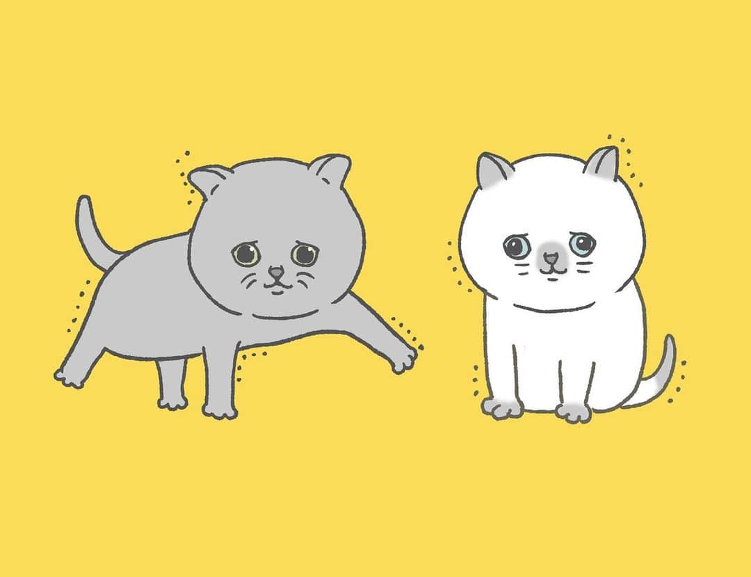 小鳥遊しほのインスタグラム：「子猫のうちの貴重な時間を残すべく「うどんとおそばの日常」というYouTubeチャンネルを開設しました！さっそく絵も描いてみたよ。  あっという間に大人になってしまうのでせっかくなら始めからと、周りの協力もあって開設に至る😂❤️ ストーリーにリンク先載せるのでスワイプして覗いてもらえたらうれしいです。あるいは @oudon_and_osoba のプロフィールからどうぞ。  案の定、飼い出したら猫ネタ増えすぎマン。そっと見守ってください…笑  #猫 #ねこ #子猫 #エキゾチックショートヘア #ブリティッシュショートヘア #catstagram #cat #cats #うどんとおそば #猫のいる暮らし #oudon_and_osoba  #exoticshorthair #britishshorthair #kitten」