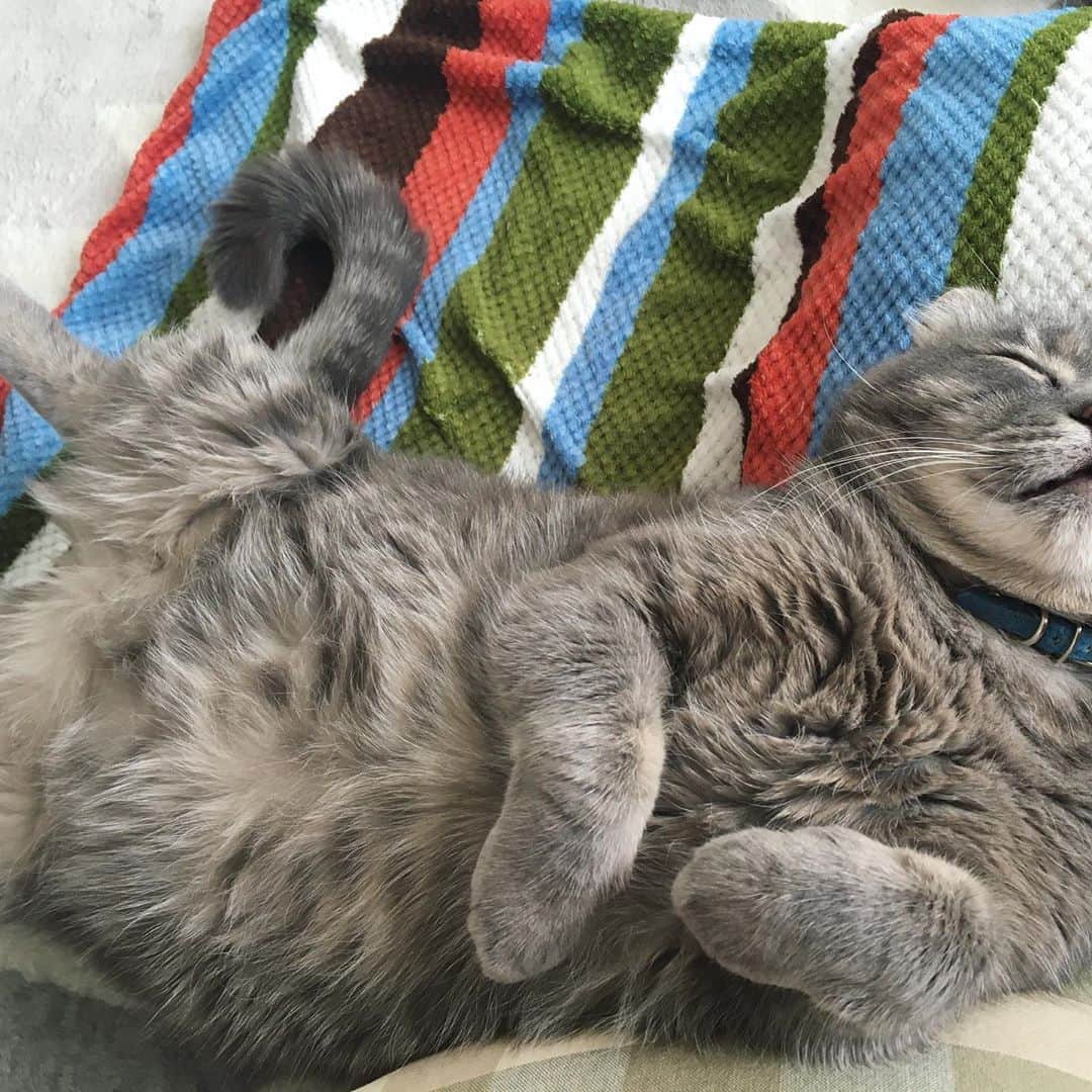 千紘れいかのインスタグラム：「はぁ〜カワユイ💗💗💗 ずっと見てられる💕💕 #愛猫 #猫大好き #動物大好き #幸せな寝姿 #萌え #cat」