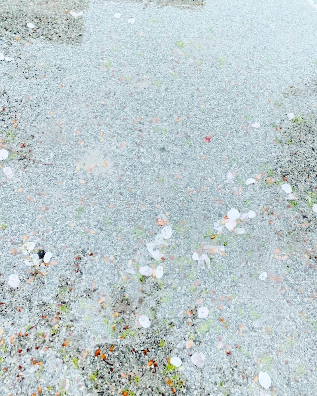 沢口千恵のインスタグラム：「時間をかけて想いを熱してきたものが消えても、その痛みにある熱感に、そこからまた火は生まれるのだと、今はその熱感を頼りに、いつかを待ちたいと思います。 …  生まれ得ず  君が去りゆく  この春の 痛みと熱に  想い募れば  巡りゆく いつかの季節に 会う宵よ その熱になお  君が恋しい」