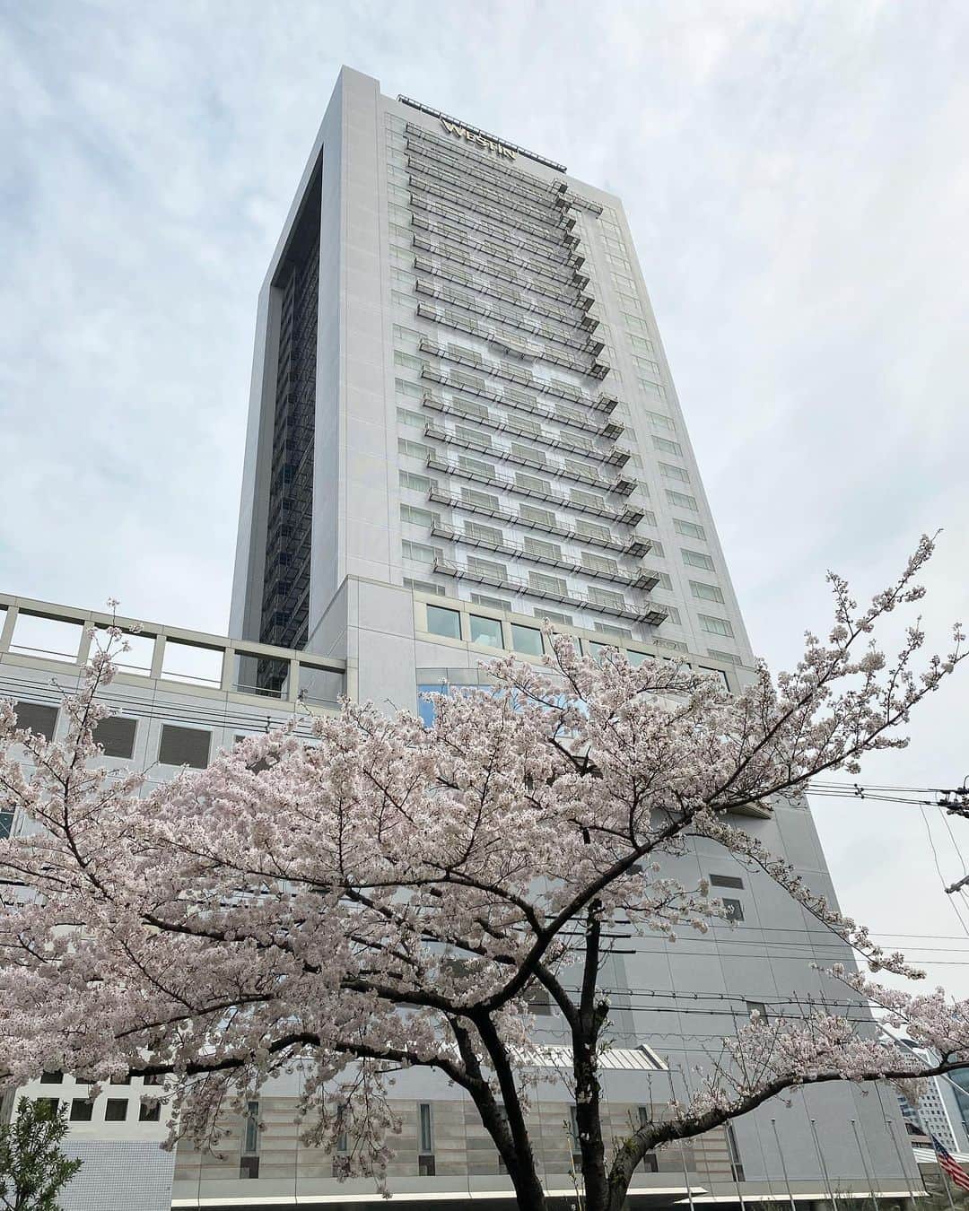 The Westin Osaka （ウェスティンホテル大阪）さんのインスタグラム写真 - (The Westin Osaka （ウェスティンホテル大阪）Instagram)「ホテル近くの🌸も満開です👏🏻 —————————————————⠀ #春 #桜 #満開 ————————————————— ⠀ Tag @westinosaka to share your image with us. ⠀ ⠀⠀ #WestinOsaka #ウェスティンホテル大阪」4月3日 13時45分 - westinosaka