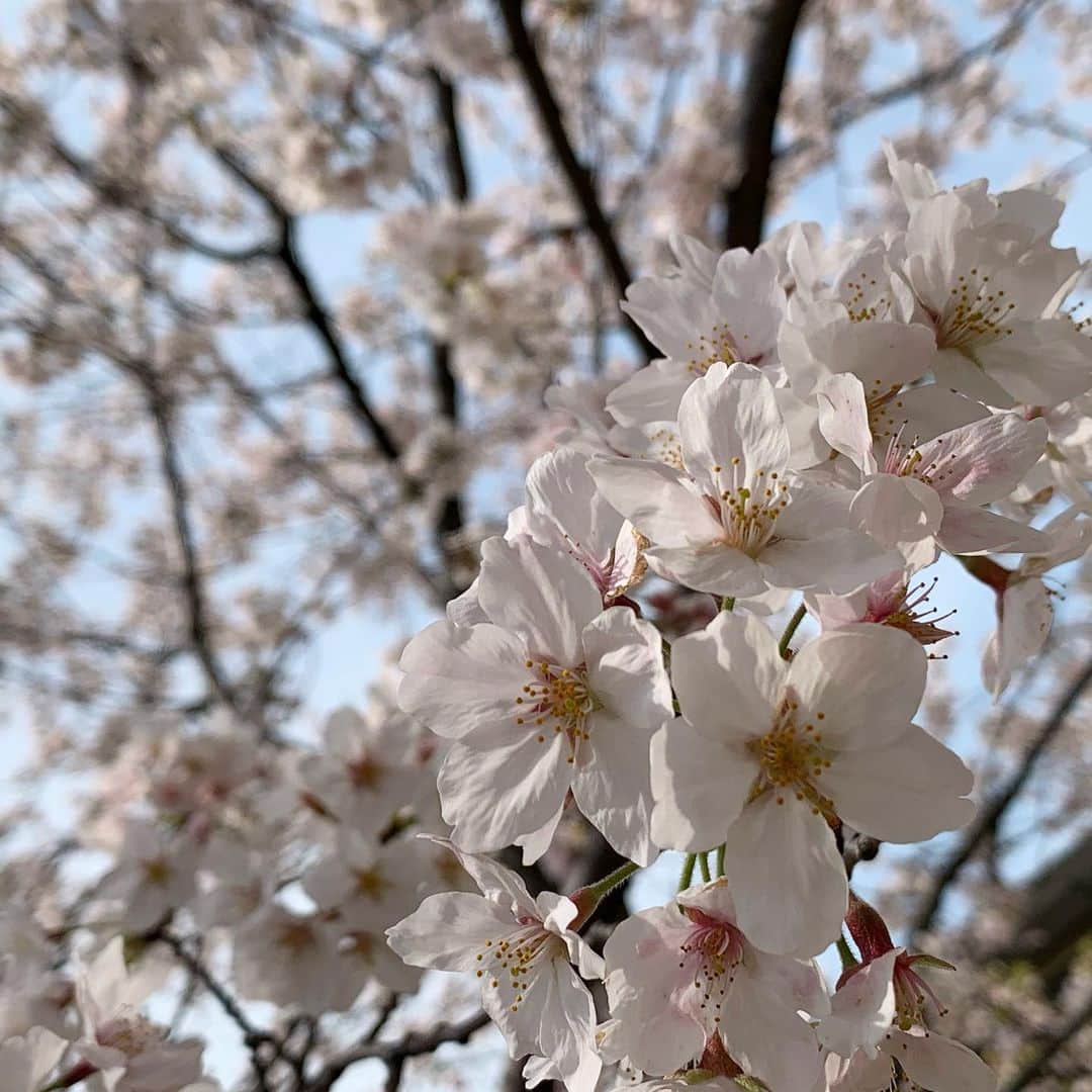 清澤恵美子さんのインスタグラム写真 - (清澤恵美子Instagram)「来年はゆっくりお花見できたら良いですね🌸今は家で息子に愛情たっぷり注ぐ時間。ヨガピラティスストレッチ、断捨離等やれることやる時間。 #家族愛　#自分磨き　#おうち時間」4月3日 14時08分 - kiyosawaemiko