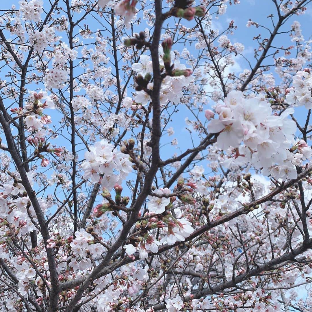 澤野井香里さんのインスタグラム写真 - (澤野井香里Instagram)「京都もついに首都圏や大阪神戸の往来自粛になり、家で過ごす毎日。。。﻿ ﻿ 食料品の買い出しの途中🚲、束の間の外出に桜がとってもキレイで癒された＾＾✨﻿ ﻿ 今年はどこか寂しそうに咲いているけど、来年はゆっくりお花見できるといいな🌸﻿ ﻿ #ks_20✨ #ks_kyoto✨ #京都　#京都ママ #関西ママ #男の子ママ #女の子ママ #ママライフ #👶 #13歳 #コドモノ #ベビフル #ママリ #S⭐️_」4月3日 14時20分 - kaori_sawanoi