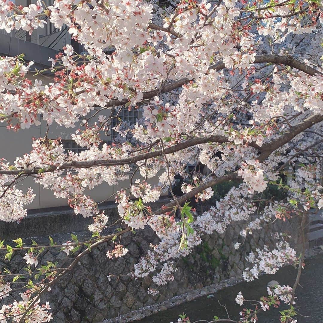 澤野井香里さんのインスタグラム写真 - (澤野井香里Instagram)「京都もついに首都圏や大阪神戸の往来自粛になり、家で過ごす毎日。。。﻿ ﻿ 食料品の買い出しの途中🚲、束の間の外出に桜がとってもキレイで癒された＾＾✨﻿ ﻿ 今年はどこか寂しそうに咲いているけど、来年はゆっくりお花見できるといいな🌸﻿ ﻿ #ks_20✨ #ks_kyoto✨ #京都　#京都ママ #関西ママ #男の子ママ #女の子ママ #ママライフ #👶 #13歳 #コドモノ #ベビフル #ママリ #S⭐️_」4月3日 14時20分 - kaori_sawanoi
