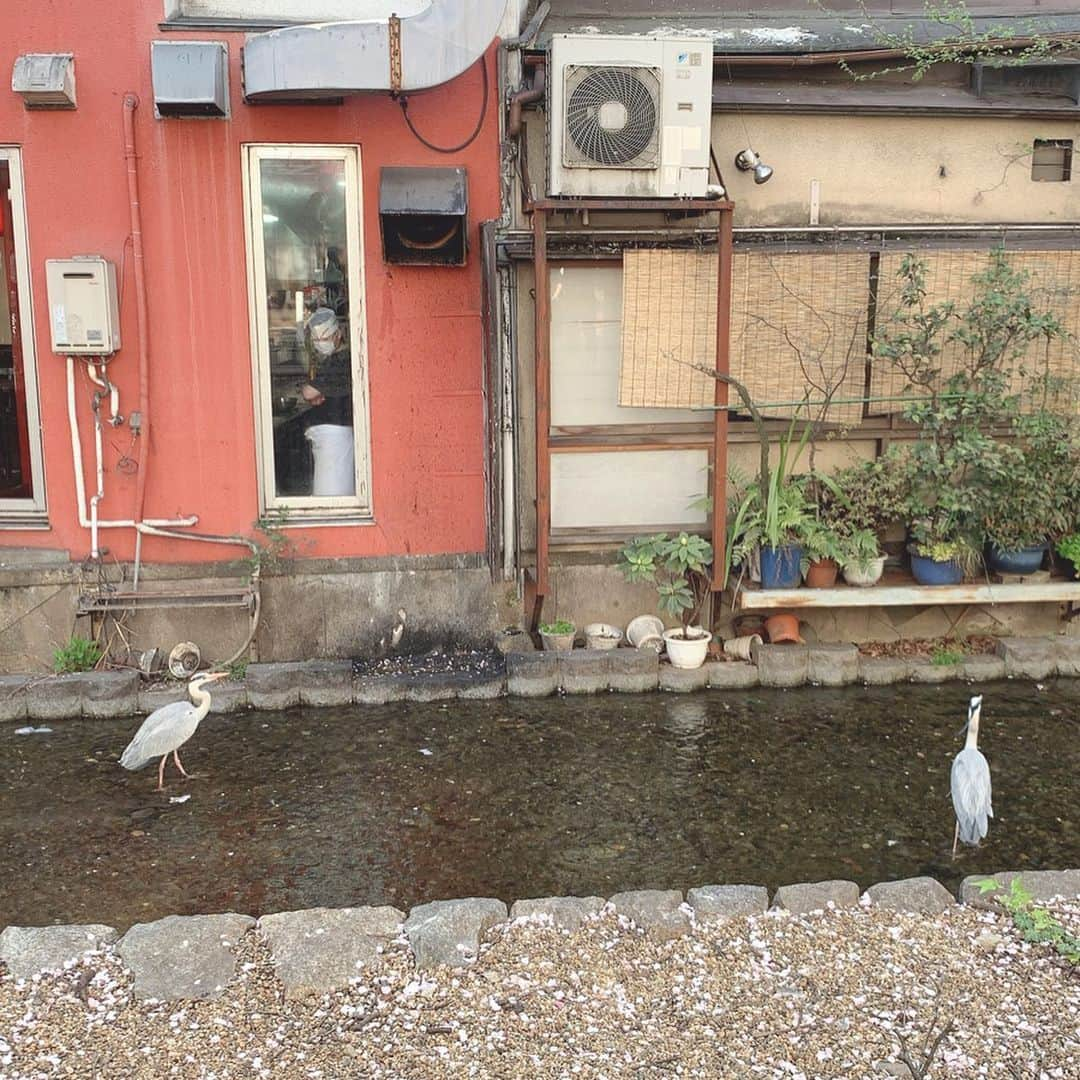 澤野井香里さんのインスタグラム写真 - (澤野井香里Instagram)「京都もついに首都圏や大阪神戸の往来自粛になり、家で過ごす毎日。。。﻿ ﻿ 食料品の買い出しの途中🚲、束の間の外出に桜がとってもキレイで癒された＾＾✨﻿ ﻿ 今年はどこか寂しそうに咲いているけど、来年はゆっくりお花見できるといいな🌸﻿ ﻿ #ks_20✨ #ks_kyoto✨ #京都　#京都ママ #関西ママ #男の子ママ #女の子ママ #ママライフ #👶 #13歳 #コドモノ #ベビフル #ママリ #S⭐️_」4月3日 14時20分 - kaori_sawanoi