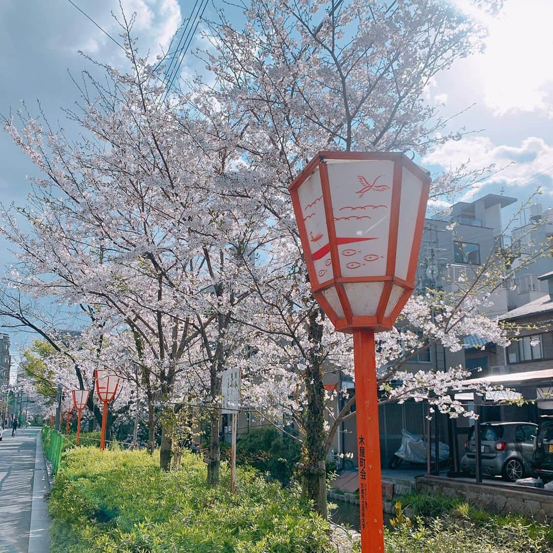 澤野井香里さんのインスタグラム写真 - (澤野井香里Instagram)「京都もついに首都圏や大阪神戸の往来自粛になり、家で過ごす毎日。。。﻿ ﻿ 食料品の買い出しの途中🚲、束の間の外出に桜がとってもキレイで癒された＾＾✨﻿ ﻿ 今年はどこか寂しそうに咲いているけど、来年はゆっくりお花見できるといいな🌸﻿ ﻿ #ks_20✨ #ks_kyoto✨ #京都　#京都ママ #関西ママ #男の子ママ #女の子ママ #ママライフ #👶 #13歳 #コドモノ #ベビフル #ママリ #S⭐️_」4月3日 14時20分 - kaori_sawanoi