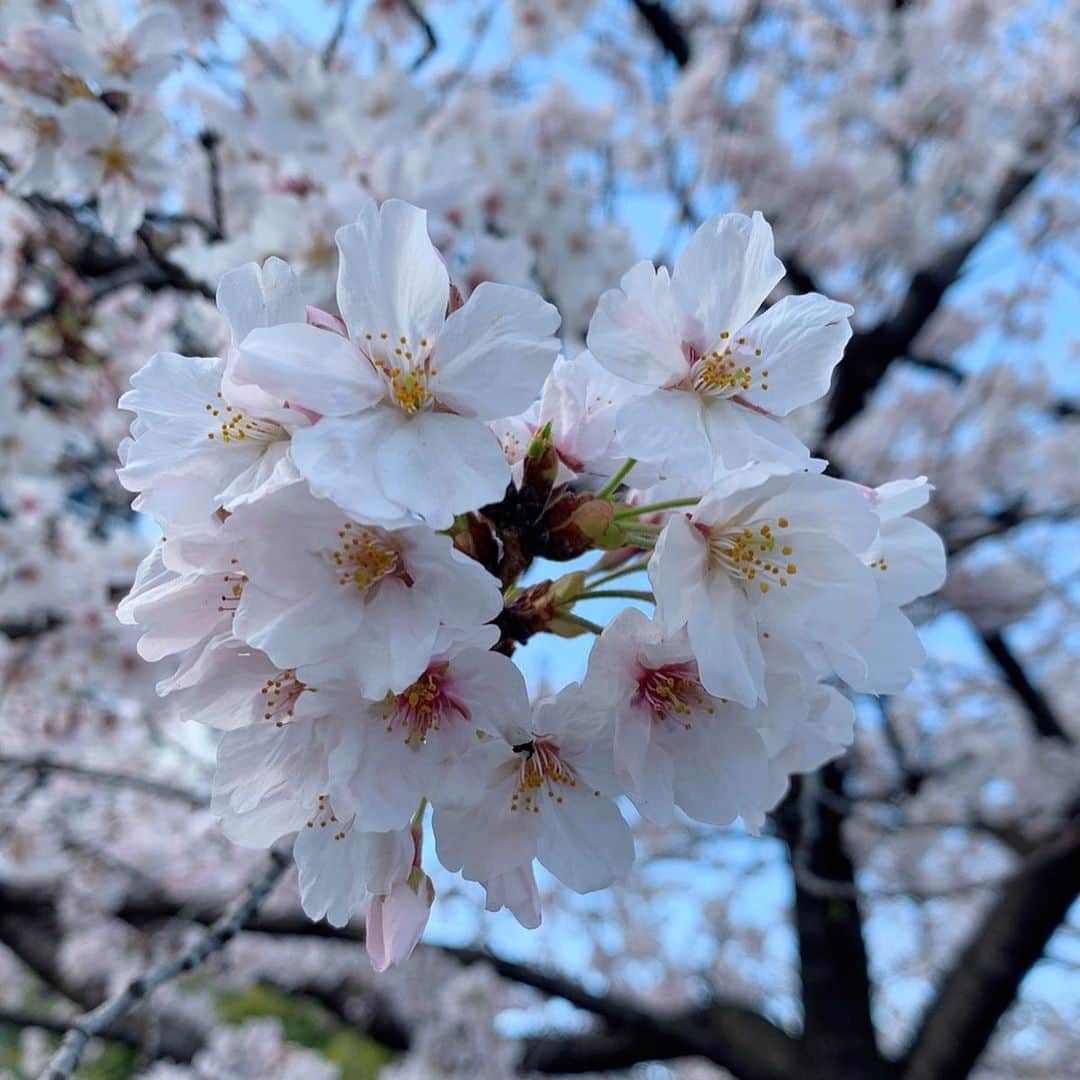 澤野井香里のインスタグラム：「京都もついに首都圏や大阪神戸の往来自粛になり、家で過ごす毎日。。。﻿ ﻿ 食料品の買い出しの途中🚲、束の間の外出に桜がとってもキレイで癒された＾＾✨﻿ ﻿ 今年はどこか寂しそうに咲いているけど、来年はゆっくりお花見できるといいな🌸﻿ ﻿ #ks_20✨ #ks_kyoto✨ #京都　#京都ママ #関西ママ #男の子ママ #女の子ママ #ママライフ #👶 #13歳 #コドモノ #ベビフル #ママリ #S⭐️_」