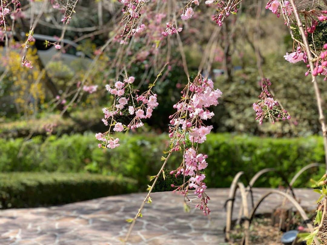 花田浩菜のインスタグラム：「気がつけば4月🌸 . . 我が家も新生活スタート！ 先月の中頃、自粛要請前に見れた咲きかけの可愛い桜🌸 今年はもう終わっちゃうけれど、来年また綺麗な時期にお外で見れるようになっているといいな🙌大切な人がみんな健康でいられますように。 . こんな時期だから昔のあげていなかった写真達もあげていこうと思います😊 . . #april #新生活 #桜 #時差投稿 #時差スタグラム #赤ちゃんのいる生活 #生後3ヶ月 #女の子ママ #男の子ママ #抱っこ紐からの眺め #2児ママ #2歳差育児 #ママライフ #happy #happydays」