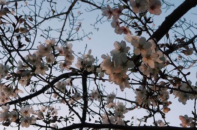 川床明日香さんのインスタグラム写真 - (川床明日香Instagram)「咲いていました🌸 今年はいつもより桜がたくましく、エールを送ってくれているような気がします。 穏やかな日々が1日でも早く訪れますように。」4月3日 14時25分 - asuka_tokotoko