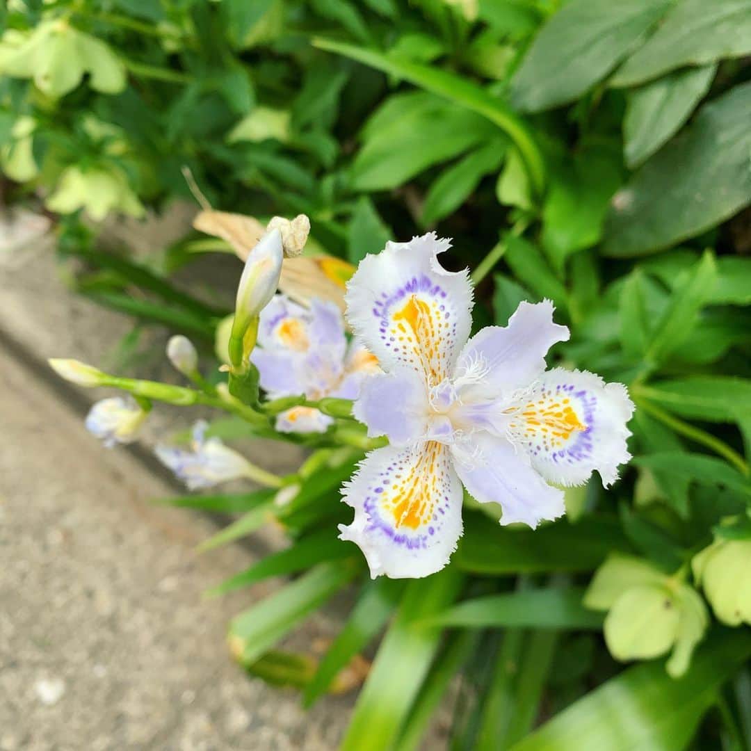 森なな子さんのインスタグラム写真 - (森なな子Instagram)「帰り道。色んな所で花が咲きはじめてる。綺麗ね☺️ #flower #spring #jpn #wayhome #stayhome」4月3日 14時37分 - nanako.m1988