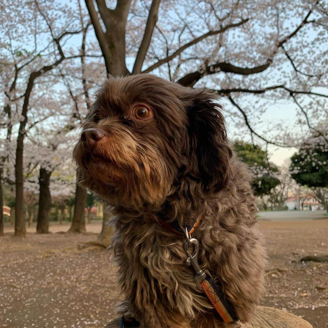 前田典子さんのインスタグラム写真 - (前田典子Instagram)「#風強し #桜吹雪🌸🌸🌸 #犬散歩🐕 #ちわぷーmix犬  #ペット #グッちゃん #毛がワサワサ スロー動画 #最後はカメラ目線で　🤣」4月3日 14時56分 - maenorichang