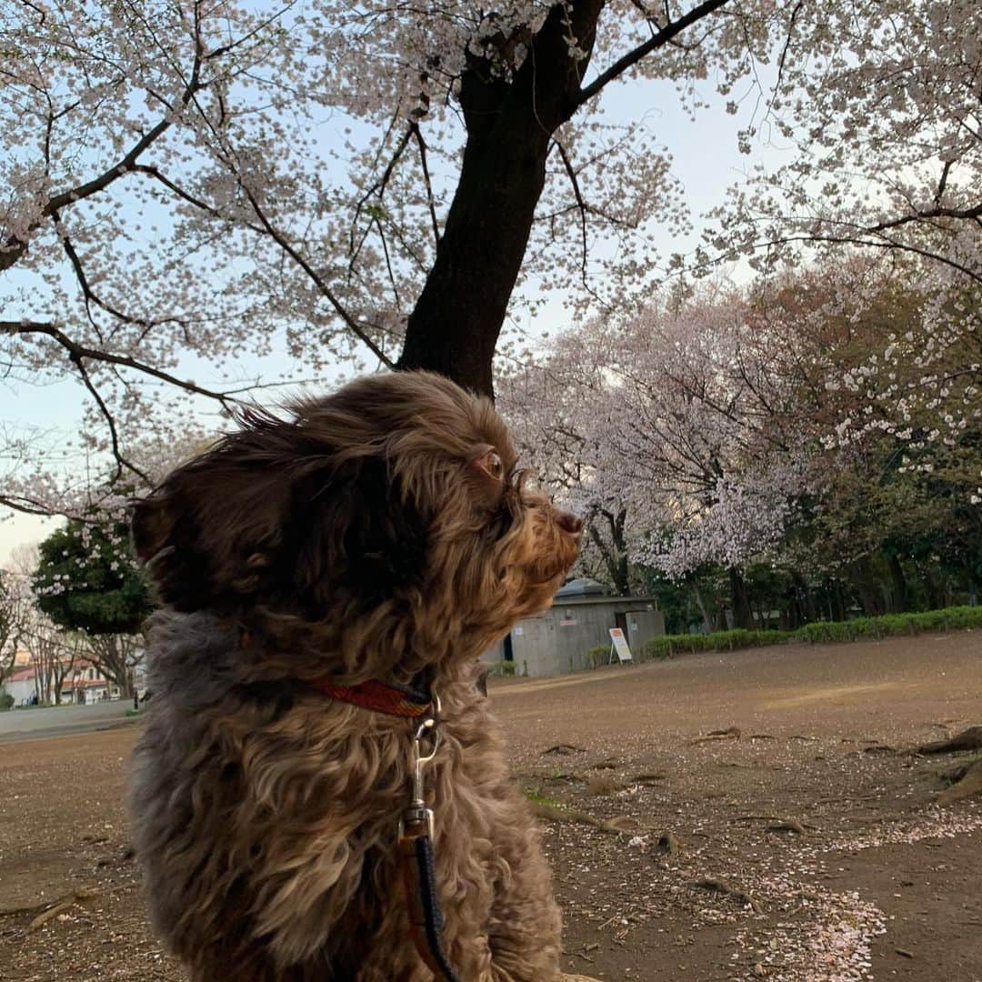 前田典子さんのインスタグラム写真 - (前田典子Instagram)「#風強し #桜吹雪🌸🌸🌸 #犬散歩🐕 #ちわぷーmix犬  #ペット #グッちゃん #毛がワサワサ スロー動画 #最後はカメラ目線で　🤣」4月3日 14時56分 - maenorichang