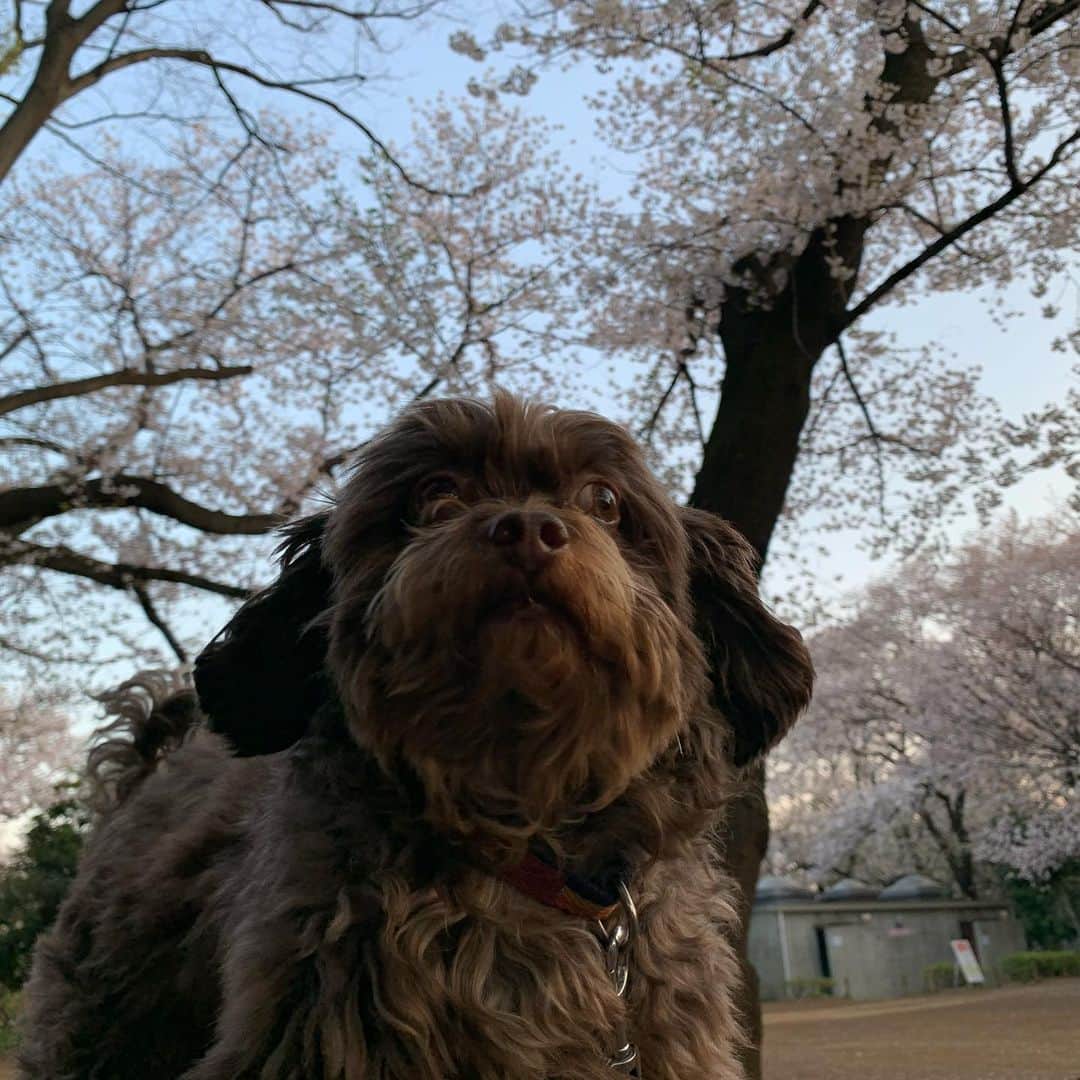 前田典子さんのインスタグラム写真 - (前田典子Instagram)「#風強し #桜吹雪🌸🌸🌸 #犬散歩🐕 #ちわぷーmix犬  #ペット #グッちゃん #毛がワサワサ スロー動画 #最後はカメラ目線で　🤣」4月3日 14時56分 - maenorichang