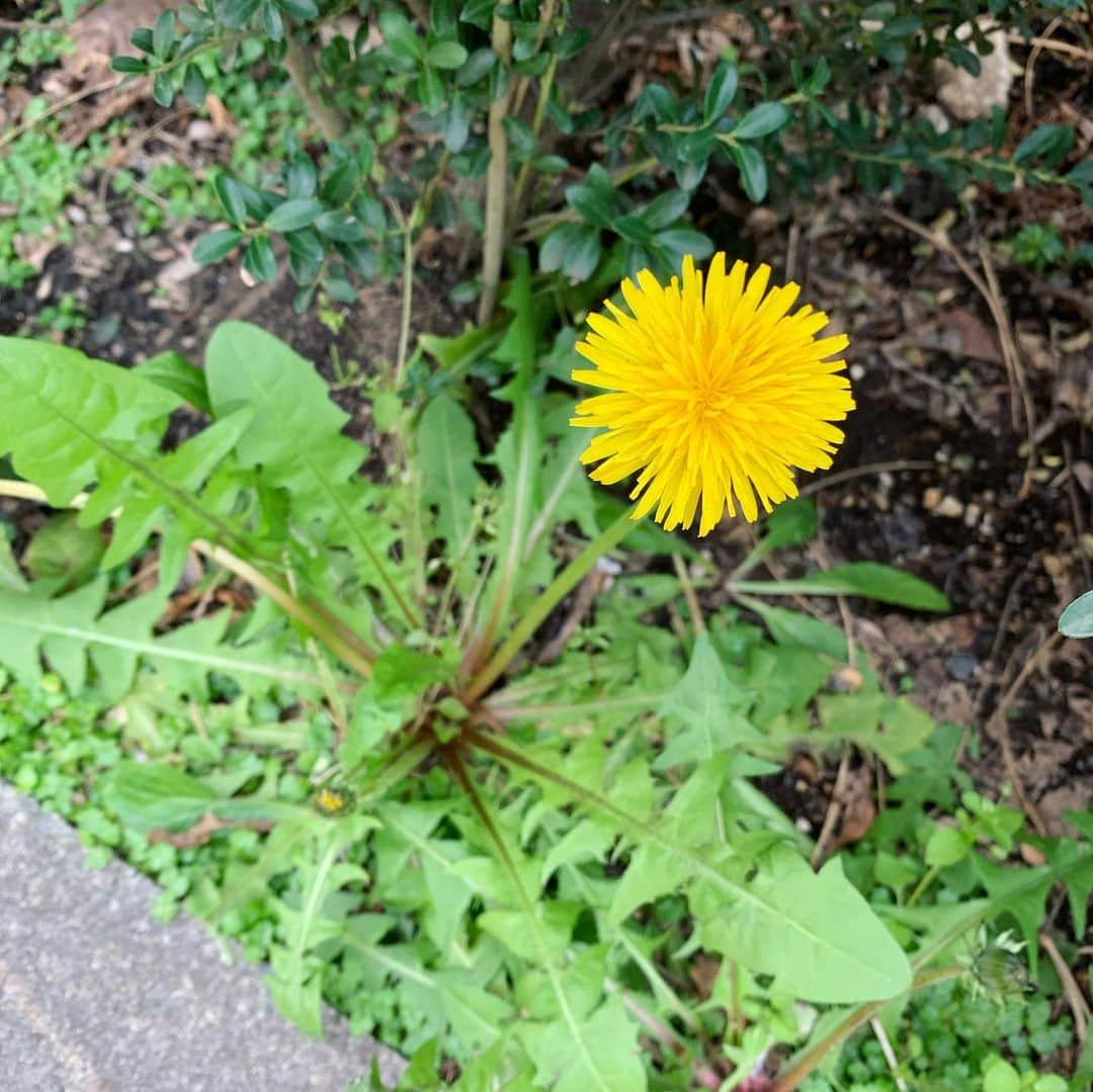 森なな子さんのインスタグラム写真 - (森なな子Instagram)「#春 #spring #flower #wayhome  #stayhome #jpn」4月3日 14時52分 - nanako.m1988