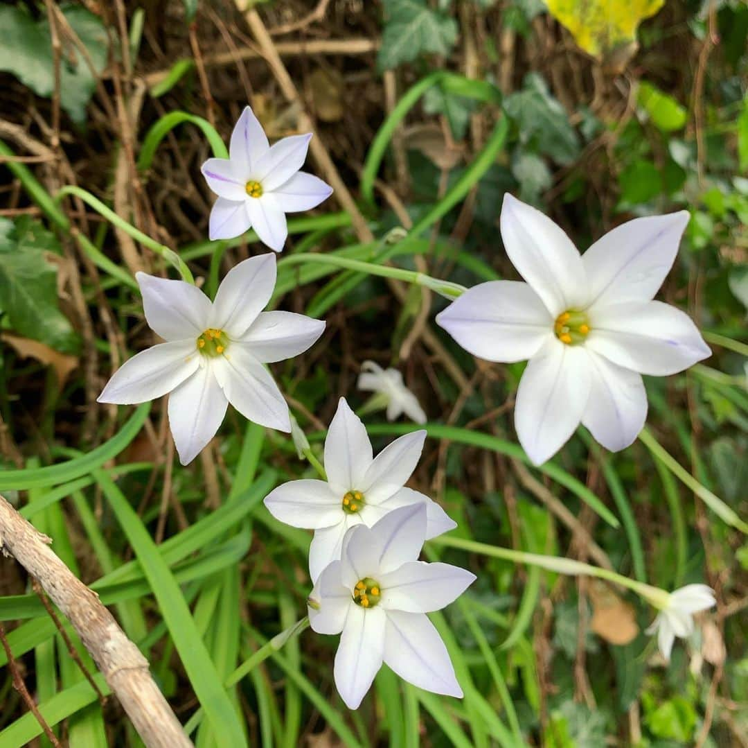 森なな子さんのインスタグラム写真 - (森なな子Instagram)「#春 #spring #flower #wayhome  #stayhome #jpn」4月3日 14時52分 - nanako.m1988