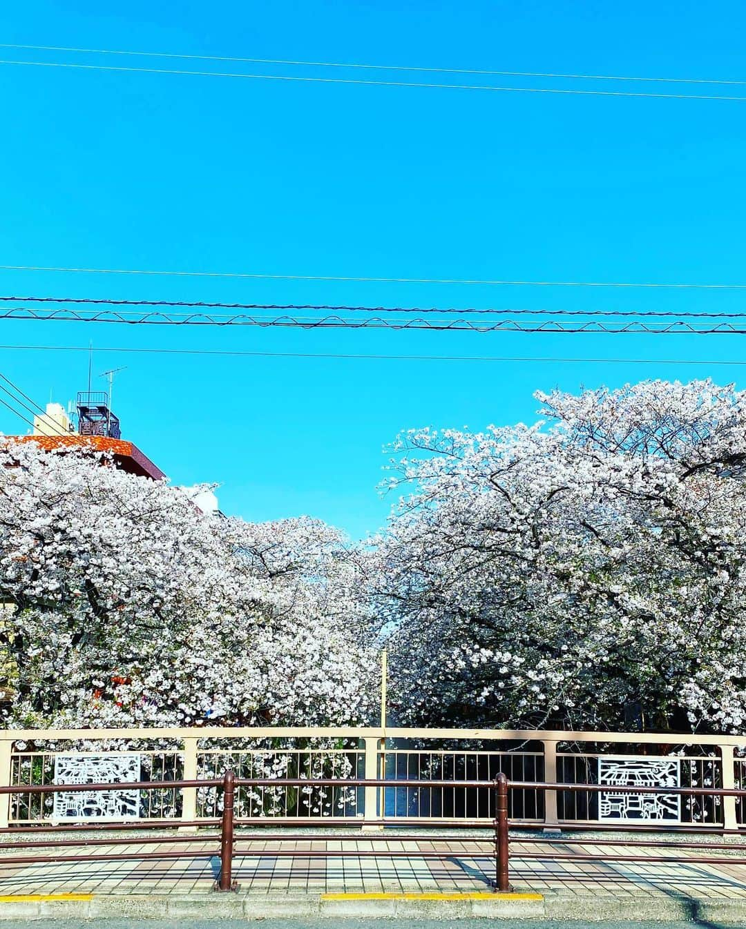 谷川じゅんじさんのインスタグラム写真 - (谷川じゅんじInstagram)「👋🏻 bye bye cherry blossom. 20年この街にいて、初めて人いない景色見た。サクラサク。きっと来年も。#goodvibesonly #goodneighbors #tokyolife #thisistokyo #thisisjapan」4月3日 15時06分 - junjitanigawa