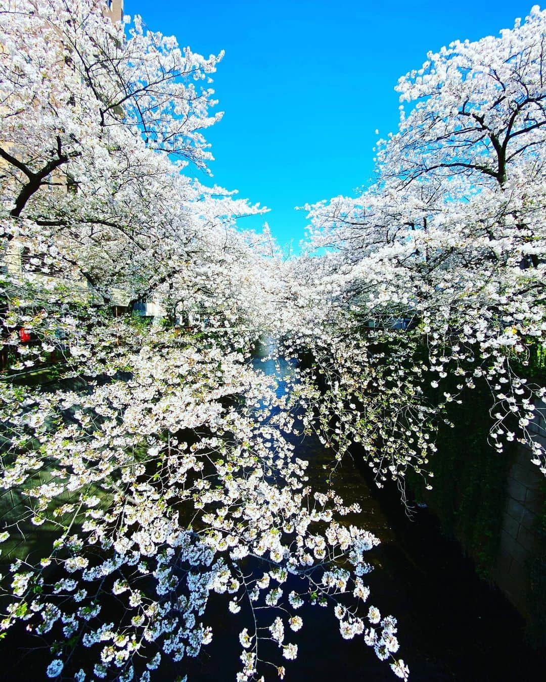 谷川じゅんじさんのインスタグラム写真 - (谷川じゅんじInstagram)「👋🏻 bye bye cherry blossom. 20年この街にいて、初めて人いない景色見た。サクラサク。きっと来年も。#goodvibesonly #goodneighbors #tokyolife #thisistokyo #thisisjapan」4月3日 15時06分 - junjitanigawa