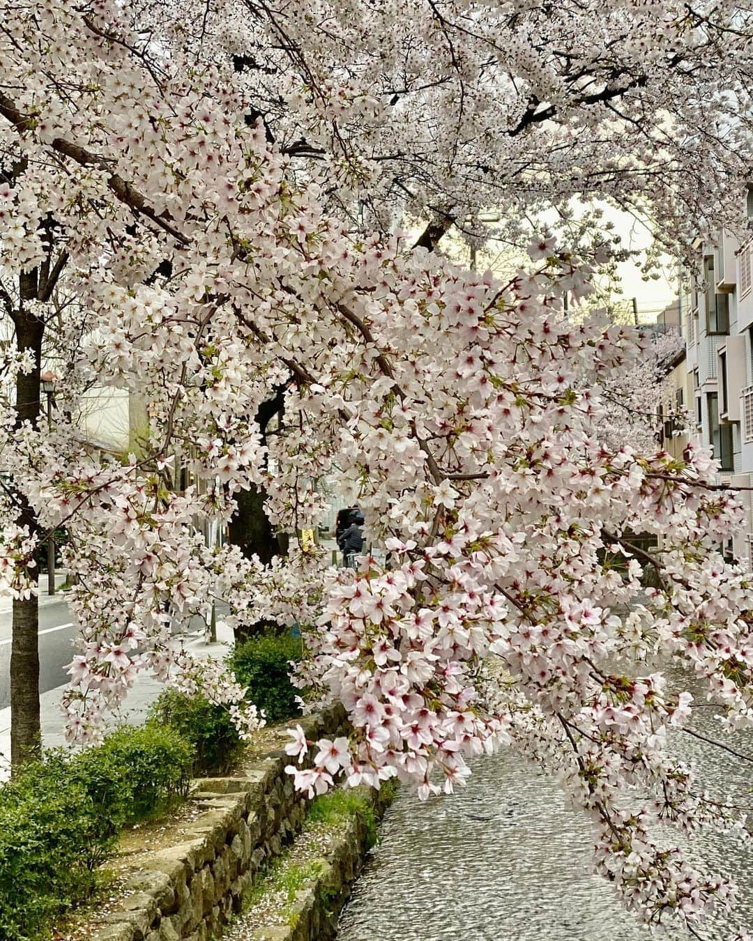 斎藤ノブのインスタグラム：「#京都 #桜」