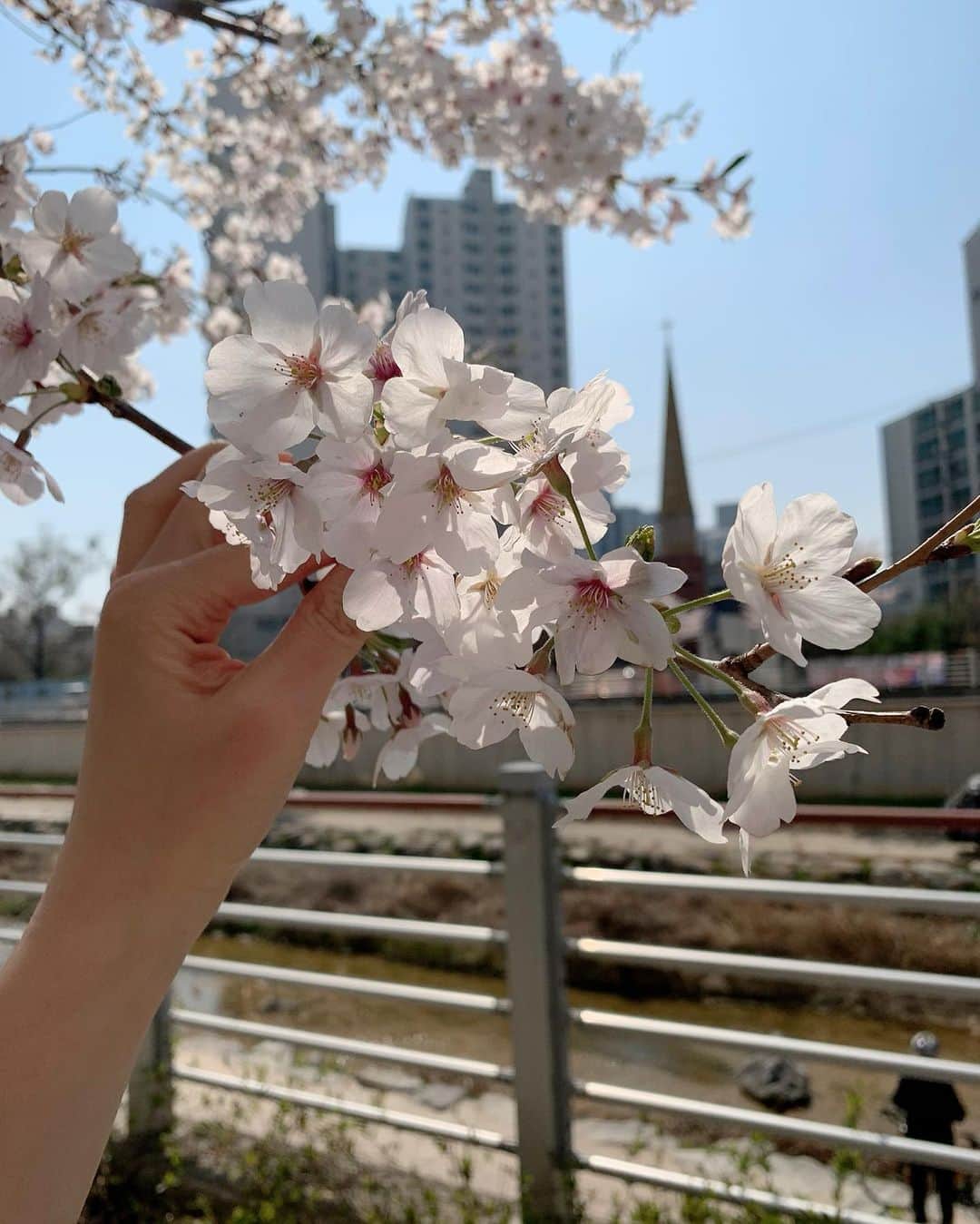 李到華さんのインスタグラム写真 - (李到華Instagram)「어쩜 이리 예뻐...? 꽃이여서 좋겠다 🌸🐣」4月3日 15時08分 - ah____rim