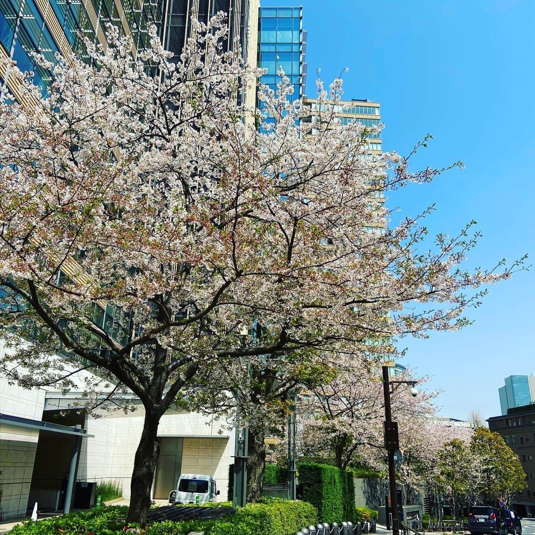 にしおかすみこさんのインスタグラム写真 - (にしおかすみこInstagram)「何となく下を向いて歩いていたら、風で靴の上に桜の花びらが2枚乗って来た。 あら可愛い。 #靴タクシー #ハート型のお客様 #ご乗車ありがとうございます #どこまで行きますか？ ふと上を見上げると桜が綺麗に咲いていた。 ほっこりした✨😚✨ 靴タクシー、桜の続く方へ、真っ直ぐ行かせていただきます。」4月3日 15時09分 - nishioka_sumiko