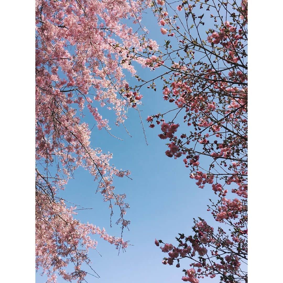手島実優さんのインスタグラム写真 - (手島実優Instagram)「お墓まいりしてきた。 右が八重桜で、左が枝垂れ桜🌸」4月3日 15時12分 - myuchn_101