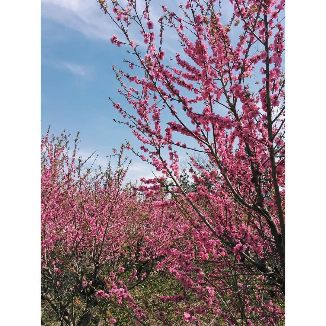 手島実優さんのインスタグラム写真 - (手島実優Instagram)「お墓まいりしてきた。 右が八重桜で、左が枝垂れ桜🌸」4月3日 15時12分 - myuchn_101