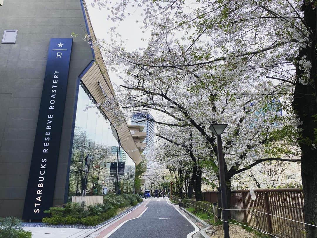 本間昭光のインスタグラム：「200403 この時間の中目黒スタバロースタリー前。 桜は綺麗。人はいない。 皆様も充分お気をつけ下さい！ #中目黒  #桜 #スターバックスロースタリー東京」