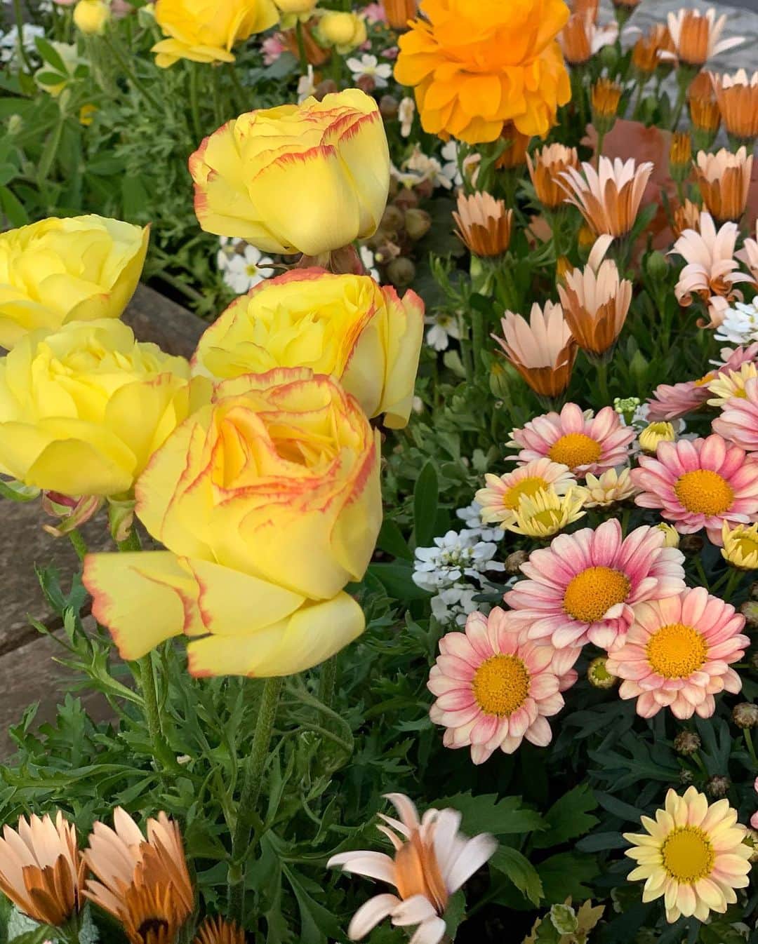 日下裕江さんのインスタグラム写真 - (日下裕江Instagram)「春の訪れをお知らせする色とりどりのお花はこんなに綺麗に咲いているのに、道行く人が少な過ぎて、 見る人も少ないし、  心が不安で沈んでると この綺麗さにも振り向かれない、 気付かれないから、 なんだかこのお花が寂しげに見えた🌼🌸🌺 心の余裕って大事だね…  平和だった時、 春の訪れに心もウキウキして、 この綺麗なお花をキラキラした心で見れるよね✨  早くまた平和が訪れますように🙏🍀✨ #春の花 #春花 #春 #花 #平和 #平和が戻りますように #🍀 #🌸 #spring #springflowers #散歩」4月3日 15時25分 - hiroe___h