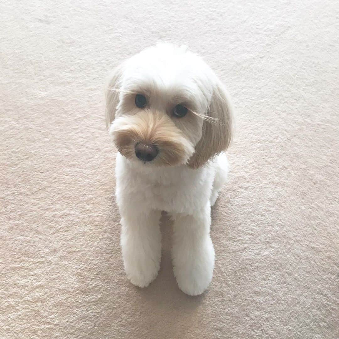 北山陽一のインスタグラム：「大丈夫、心配しなくても、ずっといるよ。#きたやまおもち」