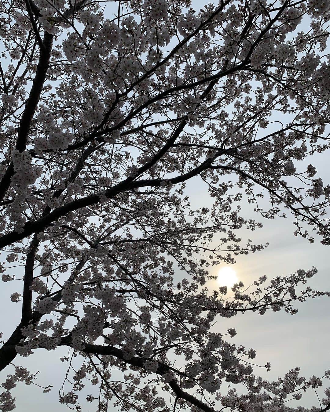 酒井大祐さんのインスタグラム写真 - (酒井大祐Instagram)「こんな時だから。 桜を見てホッコリ💓  さてブログにて報告致しました。 来季は大阪商業大学の監督も務めさせていただきます。 詳しくは #酒井大祐 #さかいだいすけ #サカイダイスケ #ブログ で検索してください。  #酒井大祐  #suntorysunbirds  #サントリーサンバーズ  #underarmour  #アンダーアーマー  #tailorfields  #zumst #バレーボール #volleyball #japan #大阪商業大学バレーボール部  #サカイダグラム  #sakaidagram」4月3日 16時00分 - daisukesakai1022