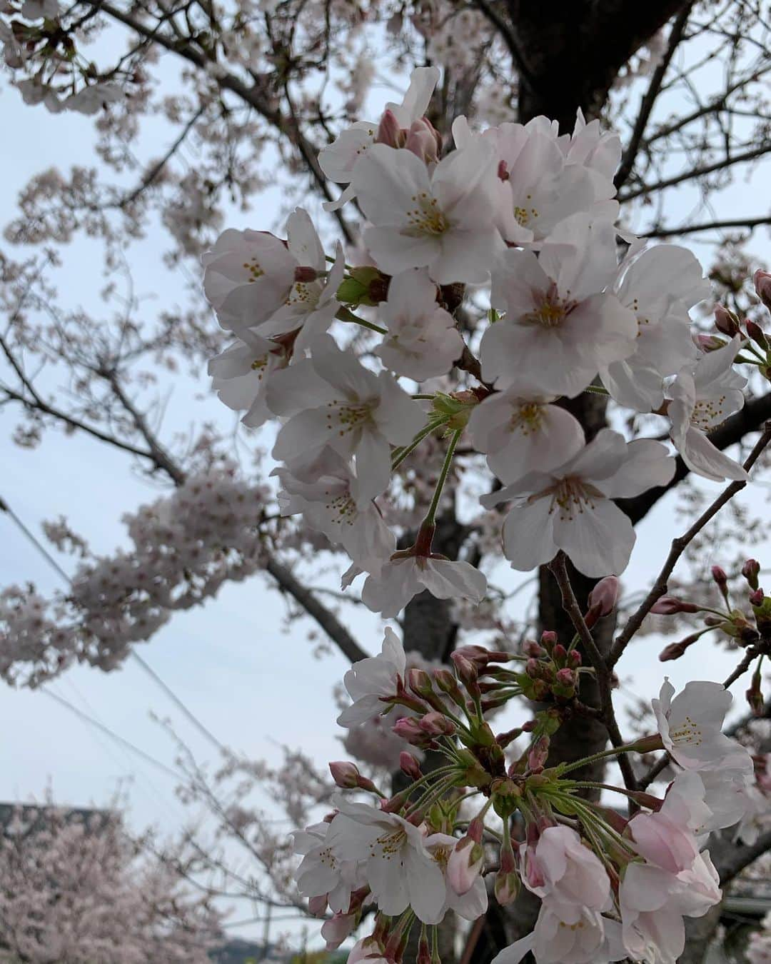 酒井大祐さんのインスタグラム写真 - (酒井大祐Instagram)「こんな時だから。 桜を見てホッコリ💓  さてブログにて報告致しました。 来季は大阪商業大学の監督も務めさせていただきます。 詳しくは #酒井大祐 #さかいだいすけ #サカイダイスケ #ブログ で検索してください。  #酒井大祐  #suntorysunbirds  #サントリーサンバーズ  #underarmour  #アンダーアーマー  #tailorfields  #zumst #バレーボール #volleyball #japan #大阪商業大学バレーボール部  #サカイダグラム  #sakaidagram」4月3日 16時00分 - daisukesakai1022