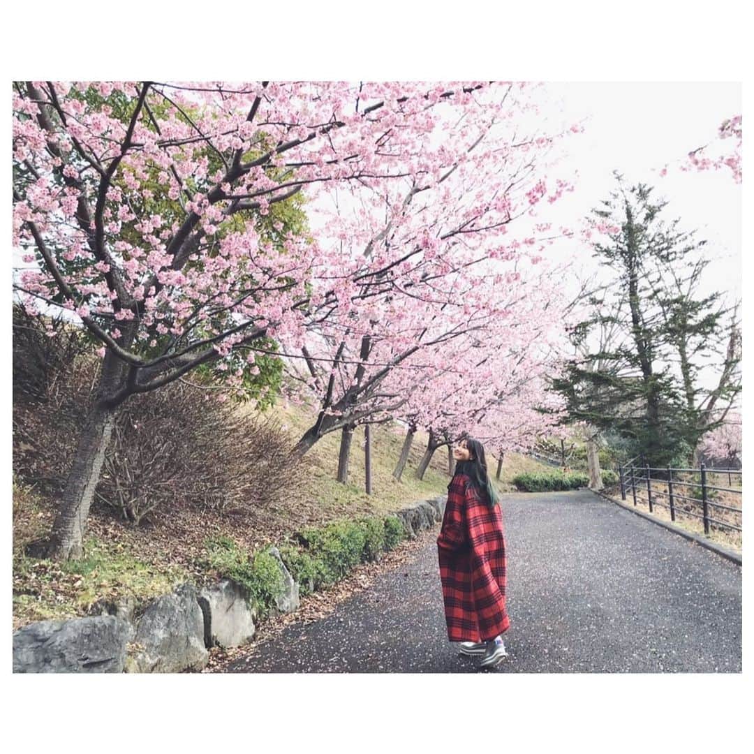 大塚愛さんのインスタグラム写真 - (大塚愛Instagram)「今年は通りすがり花見  スーパーに行くまでの楽しみ。  AIO　 #花見　#桜　#sakura」4月3日 16時03分 - aiotsuka_official